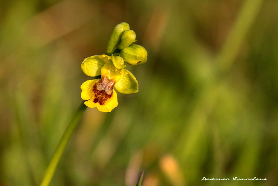 Orchidee Monte Argentario